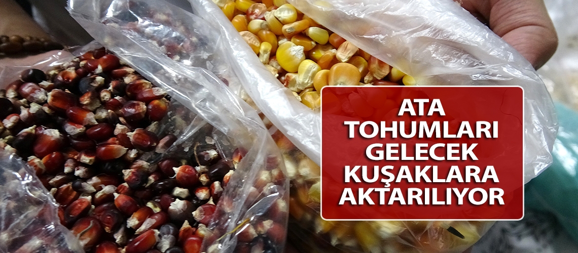 Ata tohumları gelecek kuşaklara aktarılıyor