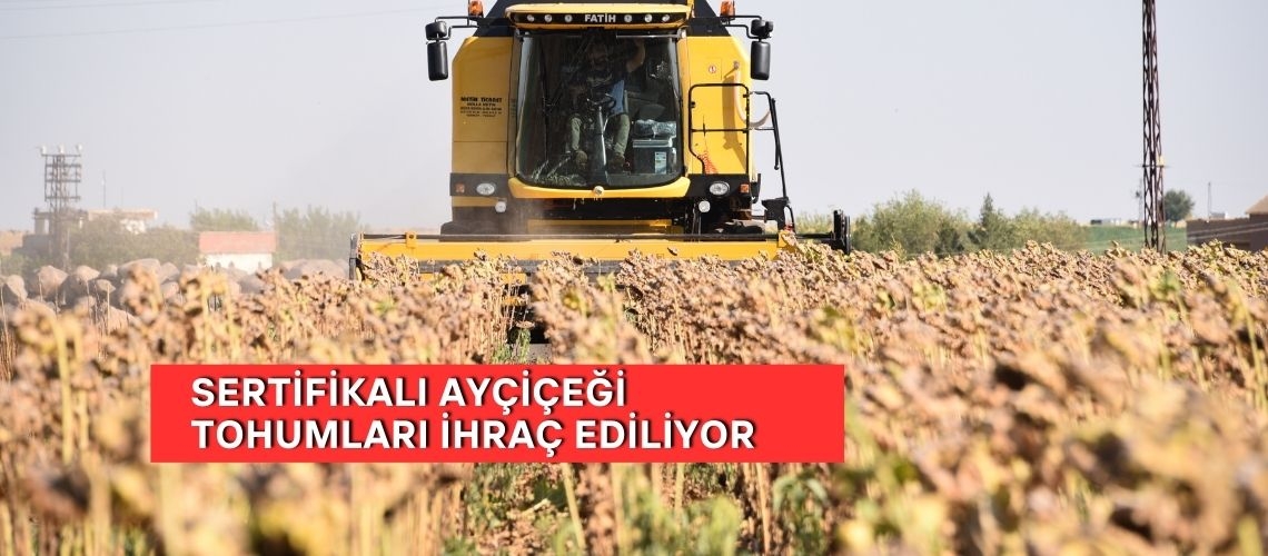 Sertifikalı ayçiçeği tohumları ihraç ediliyor