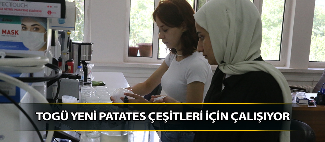 TOGÜ yeni patates çeşitleri için çalışıyor