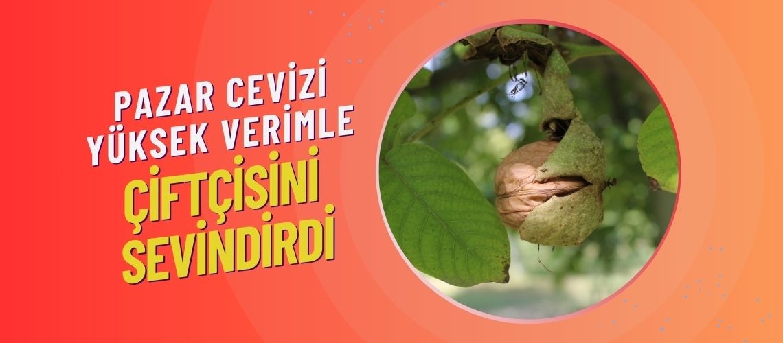 Pazar cevizi yüksek verimle çiftçisini sevindirdi