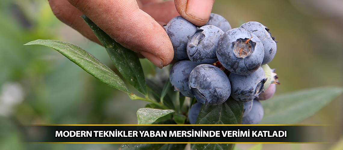 Modern teknikler yaban mersininde verimi katladı