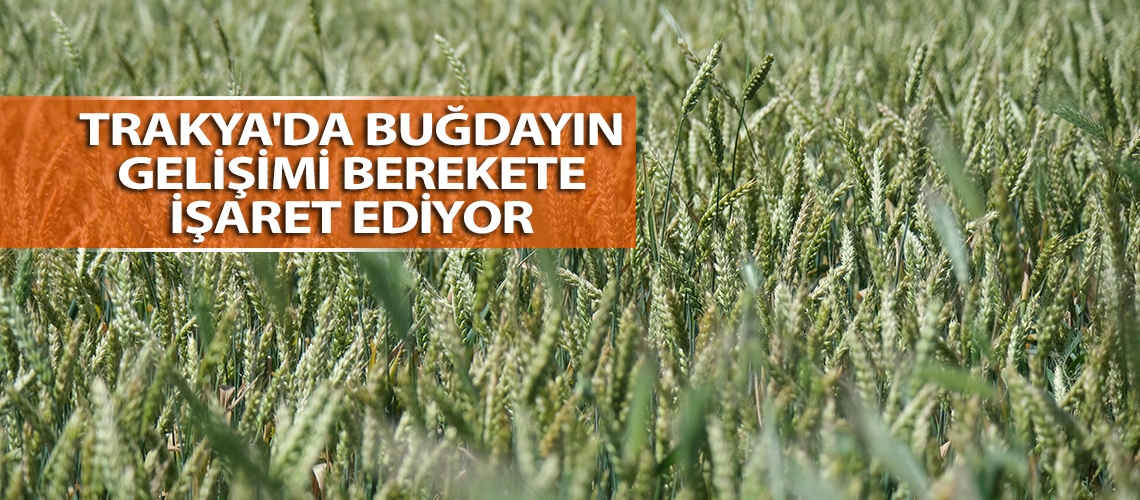 Trakya'da buğdayın gelişimi berekete işaret ediyor