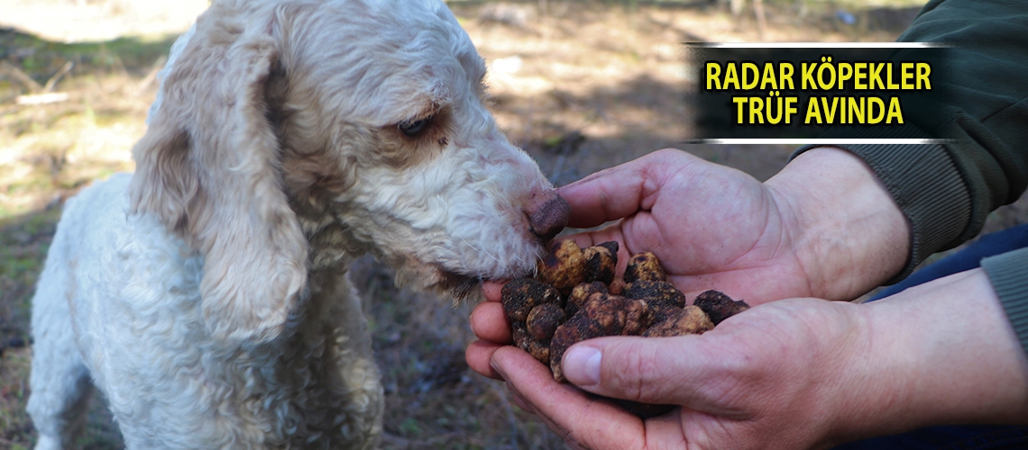 Radar köpekler trüf avında