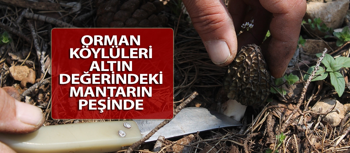 Orman köylüleri altın değerindeki mantarın peşinde