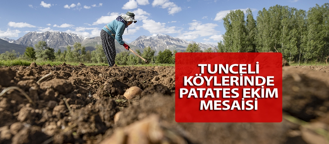 Tunceli köylerinde patates ekim mesaisi