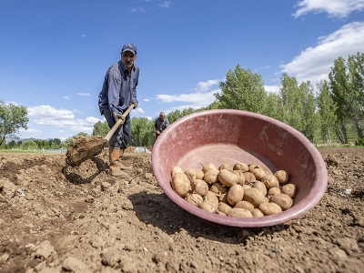 Tunceli köylerinde patates ekim mesaisi