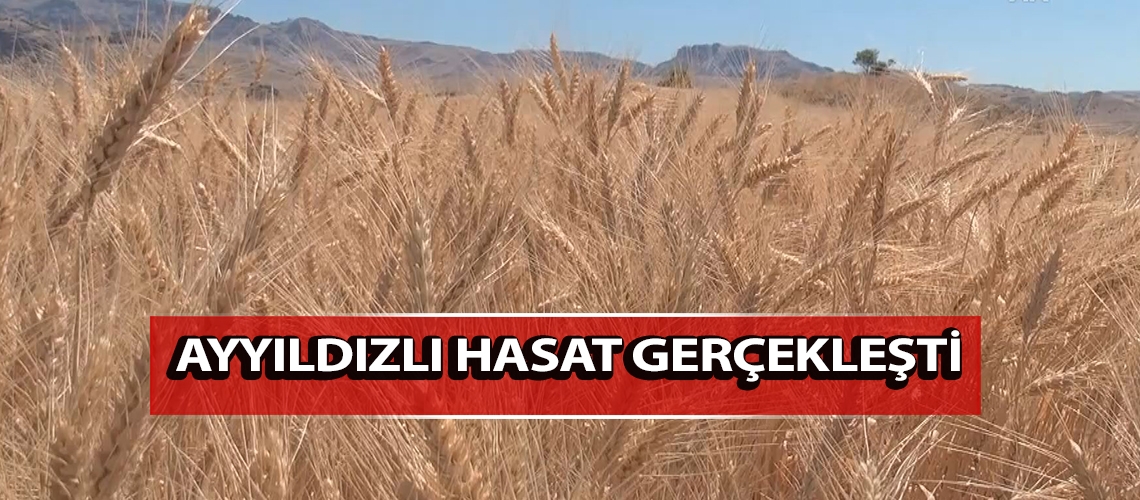 Ayyıldızlı hasat gerçekleşti