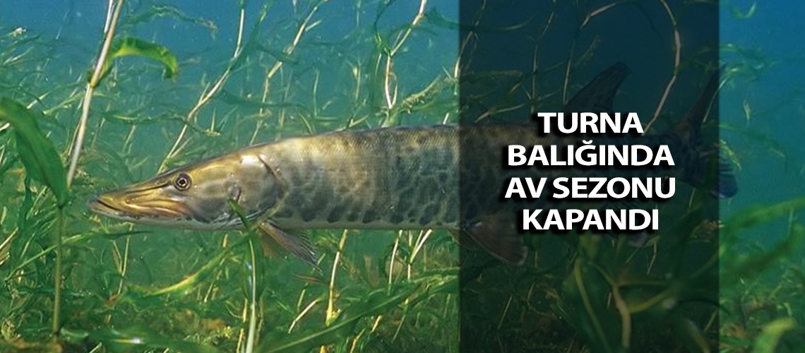 Turna balığında av sezonu kapandı