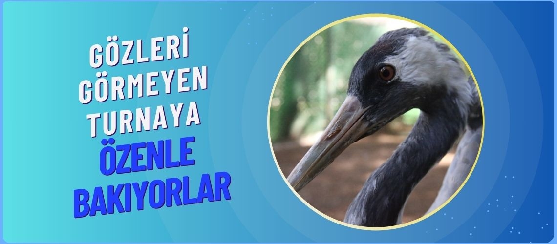 Gözleri görmeyen turnaya özenle bakıyorlar