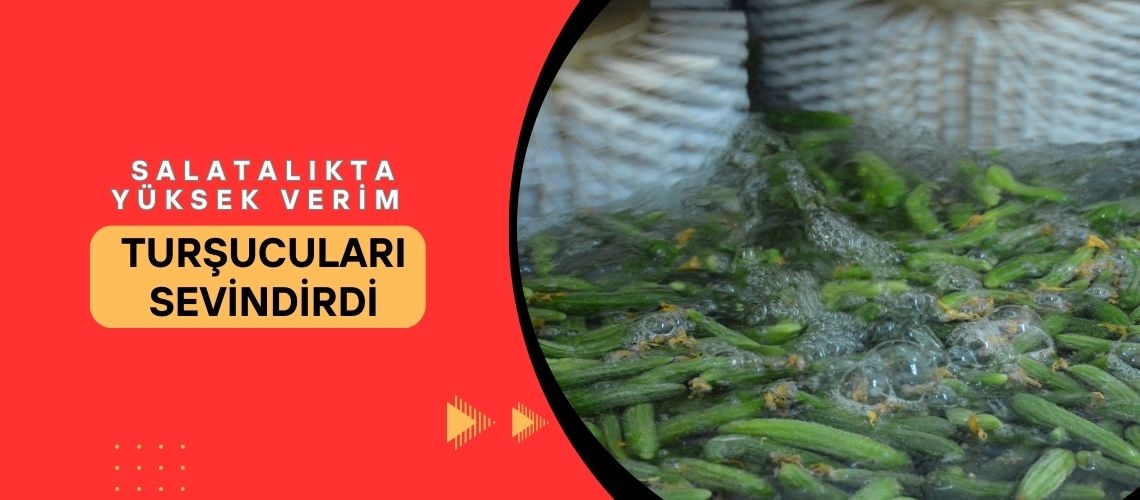 Salatalıkta yüksek verim turşucuları sevindirdi