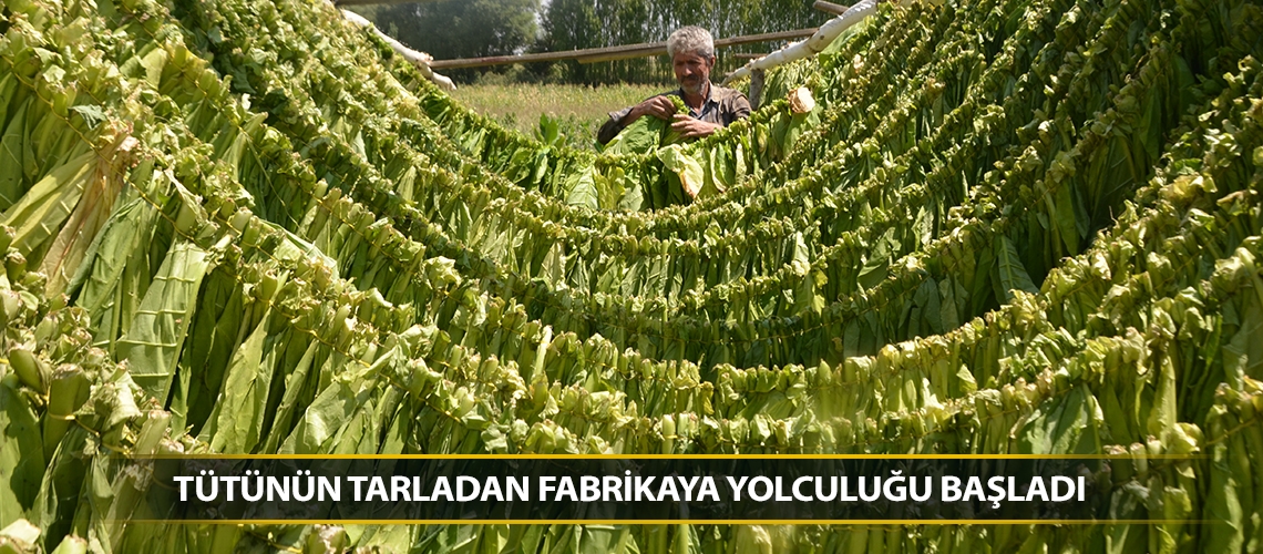 Tütünün tarladan fabrikaya yolculuğu başladı