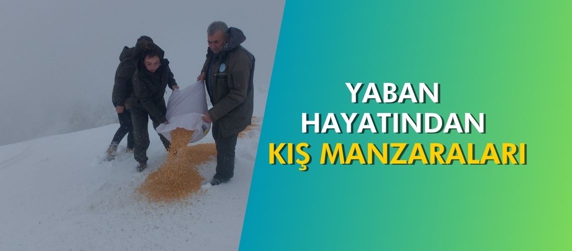 Yaban hayatından kış manzaraları