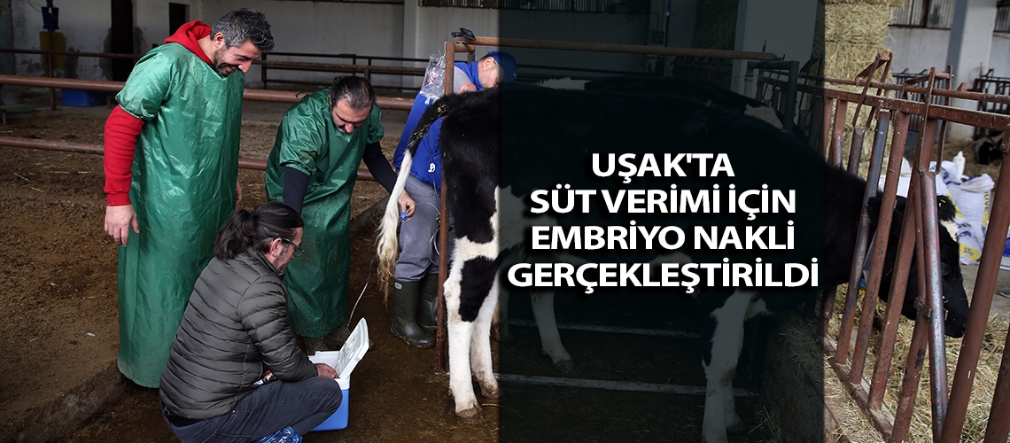 Uşak'ta süt verimi için embriyo nakli gerçekleştirildi