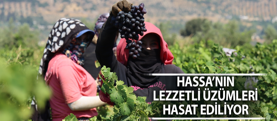 Hassa’nın lezzetli üzümleri hasat ediliyor