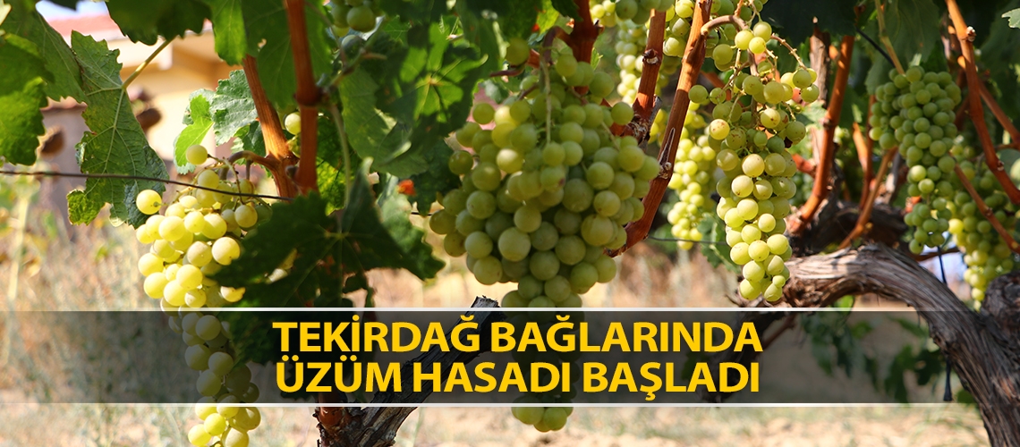 Tekirdağ bağlarında üzüm hasadı başladı