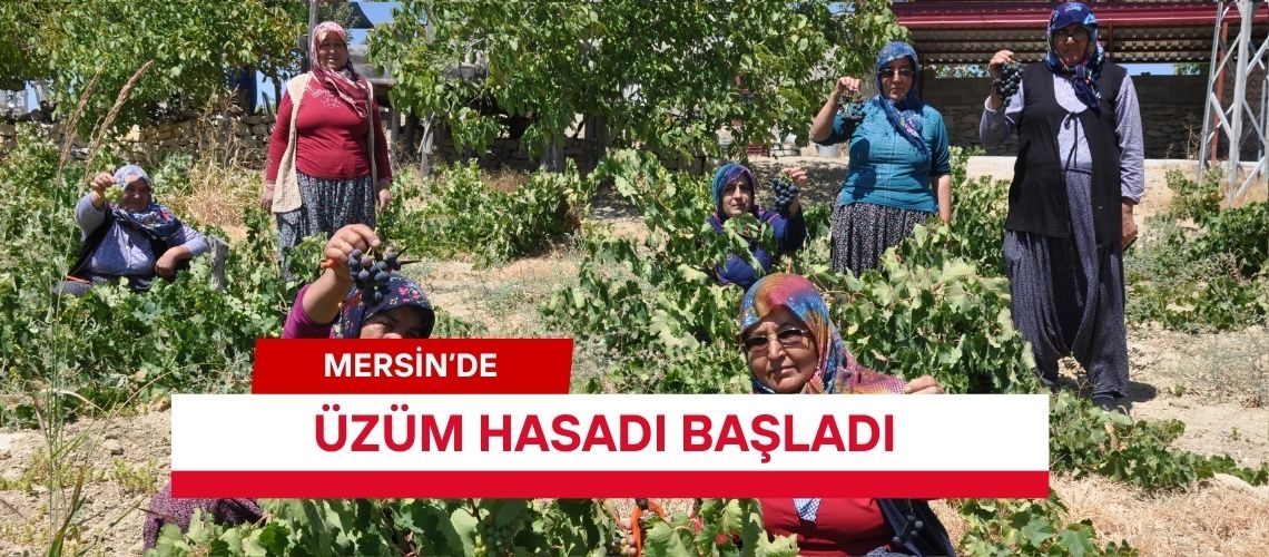 Mersin’de üzüm hasadı başladı