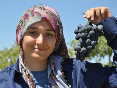 Mersin’de üzüm hasadı başladı