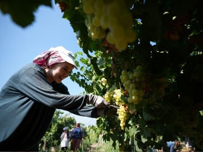 Aşırı sıcaklar Manisa’da üzüm hasadını erkene çekti