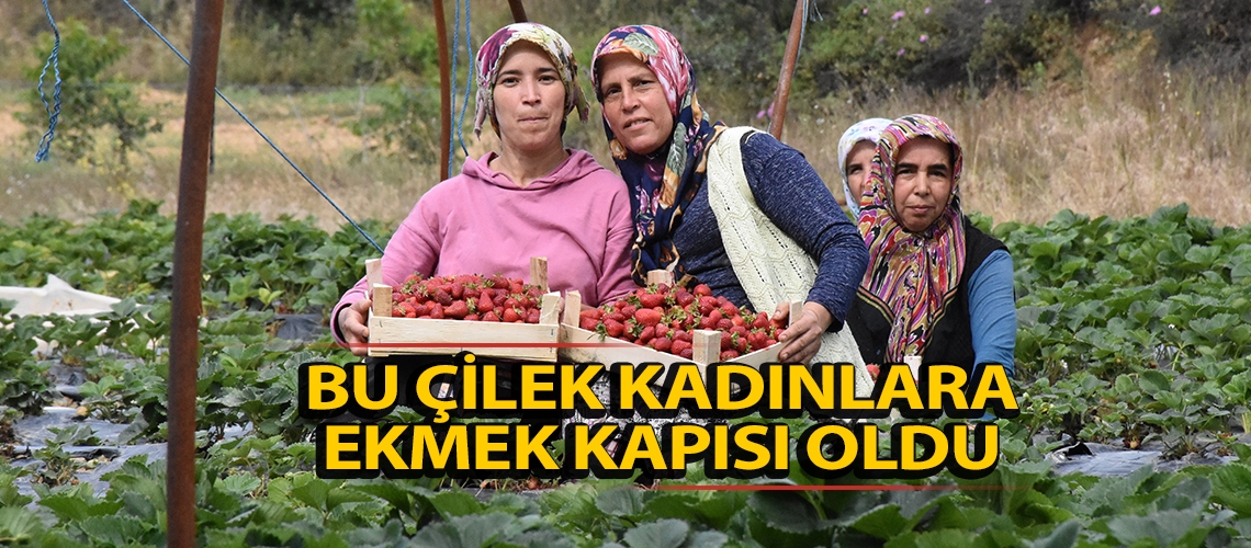 Bu çilek kadınlara ekmek kapısı oldu