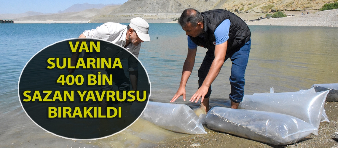 Van sularına 400 bin sazan yavrusu bırakıldı