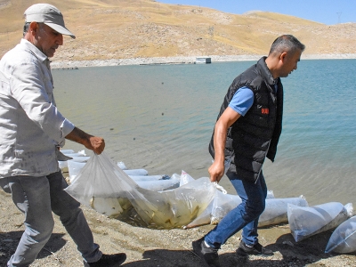 Van sularına 400 bin sazan yavrusu bırakıldı