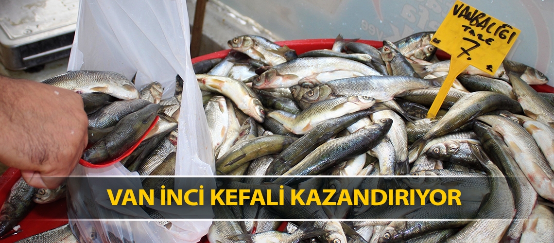 Van inci kefali kazandırıyor