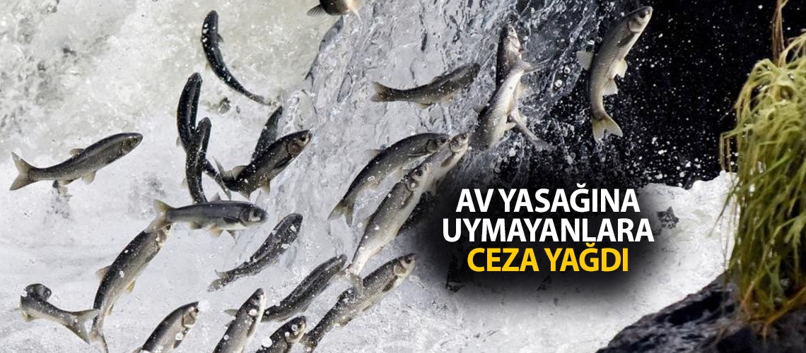 Av yasağına uymayanlara ceza yağdı