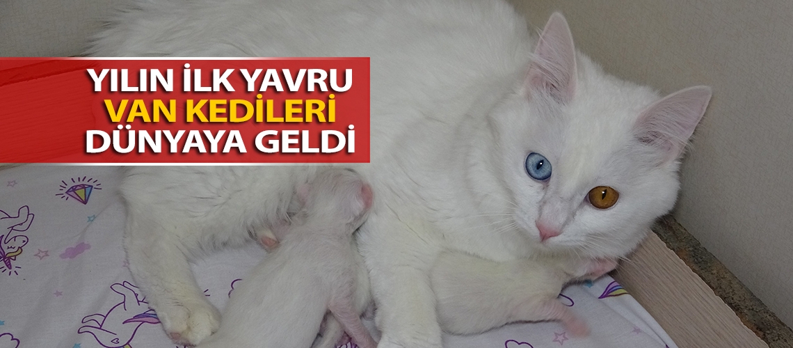 Yılın ilk yavru Van kedileri dünyaya geldi