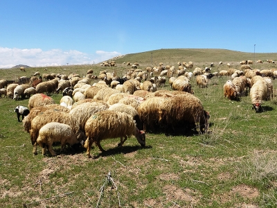 Destek koyunlarla sürü sayısı arttı