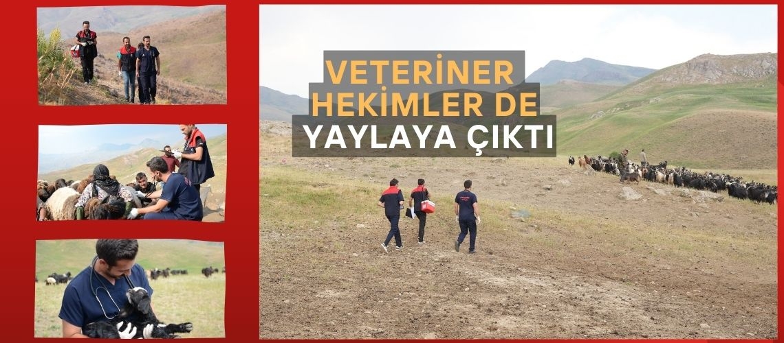 Veteriner hekimler de yaylaya çıktı