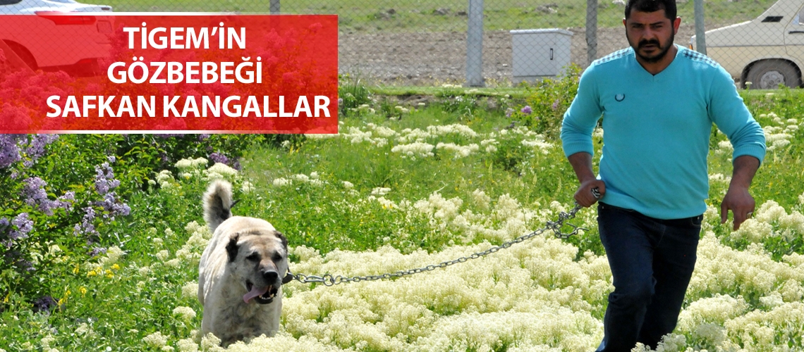 Irkın en özeli Panzer