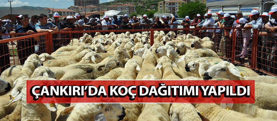 Koçlar sahiplerini buldu