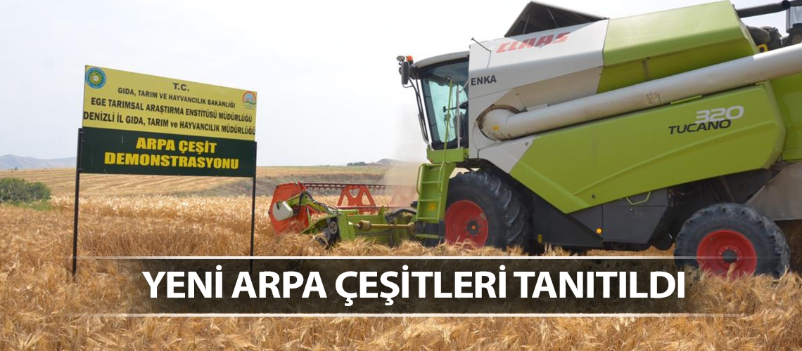 Yeni arpa çeşitleri tanıtıldı