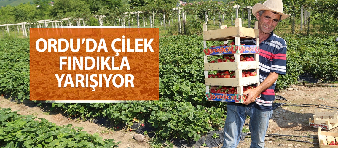 Ordu’da çilek fındıkla yarışıyor