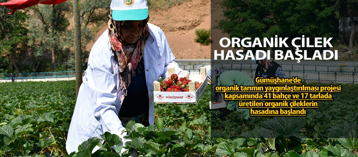 Organik çilek hasadı başladı