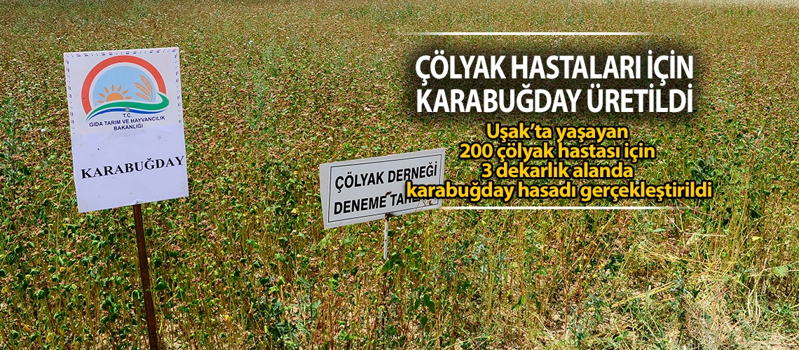 Çölyak hastaları için karabuğday hasadı