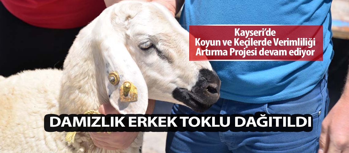 Damızlık erkek toklu dağıtıldı