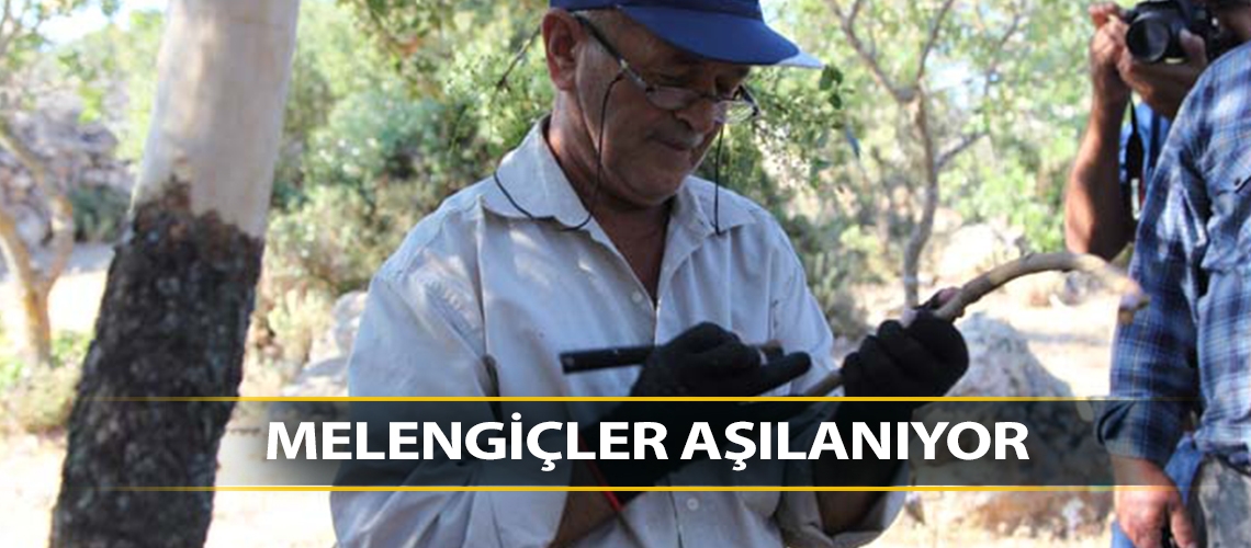 Melengiçler aşılanıyor