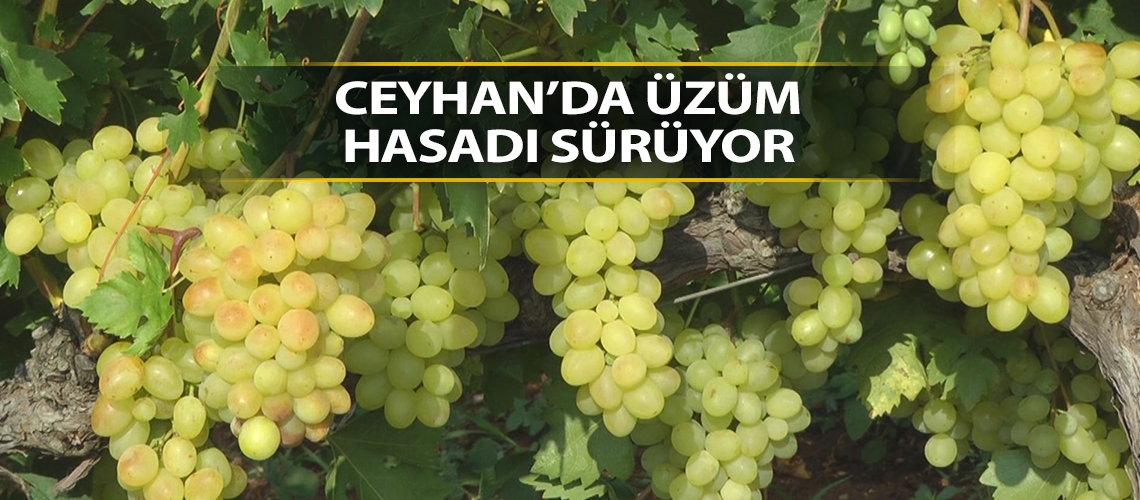 Ceyhan’da üzüm hasadı sürüyor