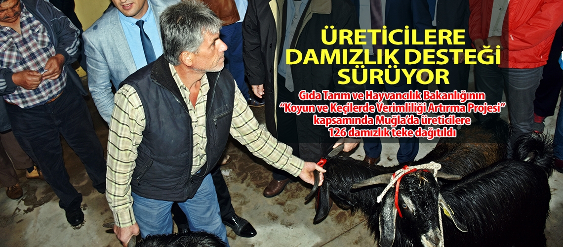 Damızlık teke oğlakları sahiplerini buldu