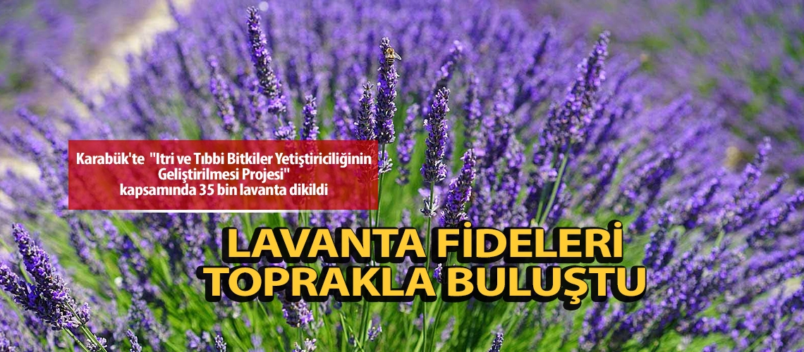 Lavanta fideleri toprakla buluştu