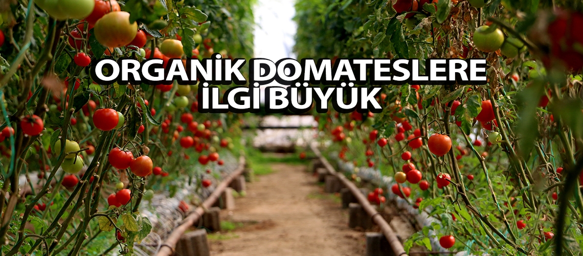 Organik domateslere ilgi büyük