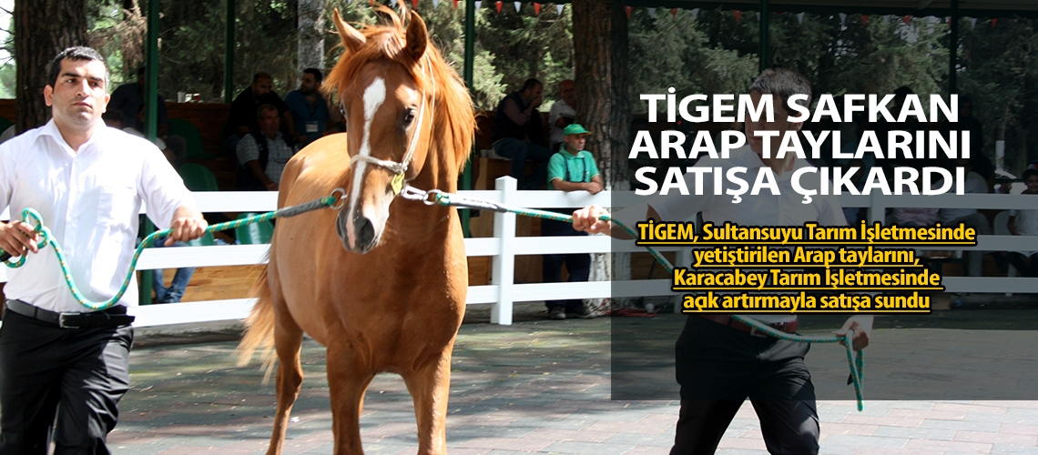 Şampiyon atlar yeni sahiplerini arıyor