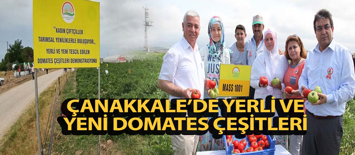 Çanakkale’de yerli ve yeni domates çeşitleri