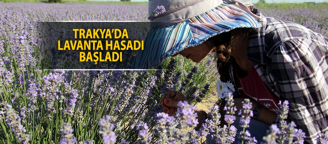 Trakya’da lavanta hasadı başladı