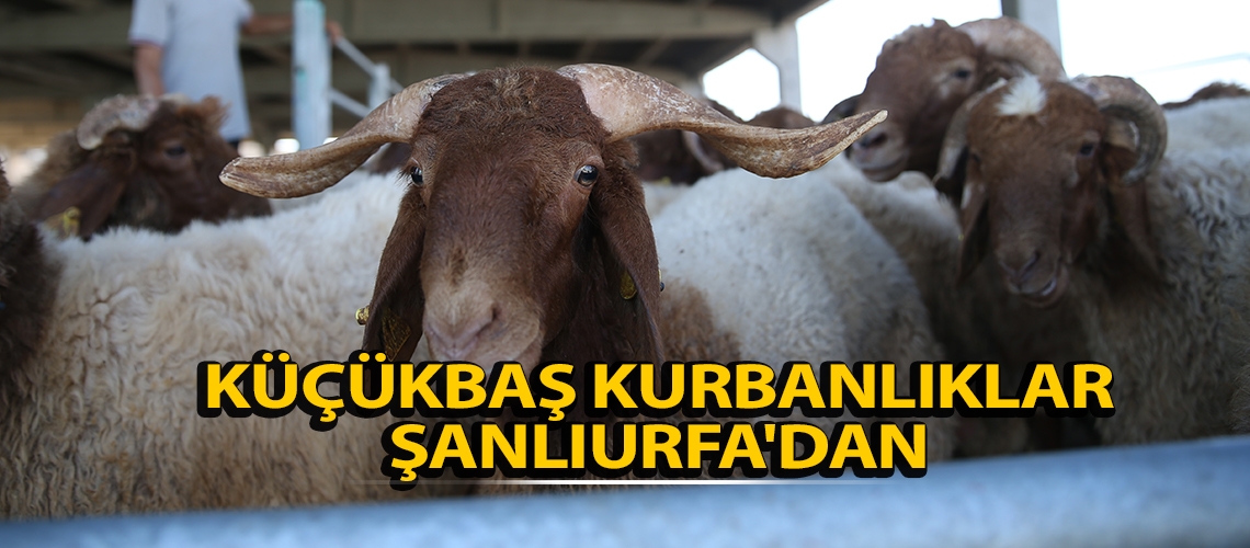 Küçükbaş kurbanlıklar Şanlıurfa'dan