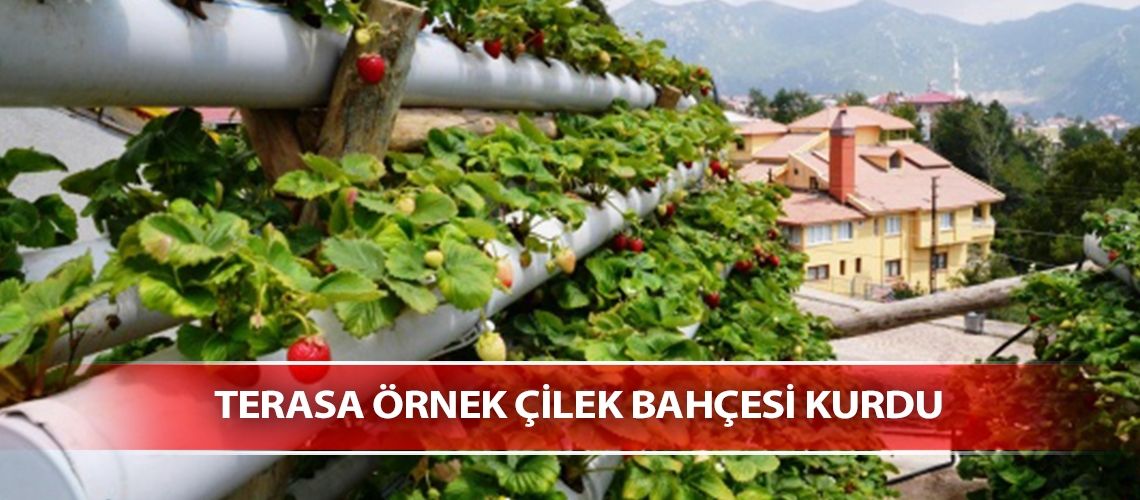 Terasa örnek çilek bahçesi kurdu