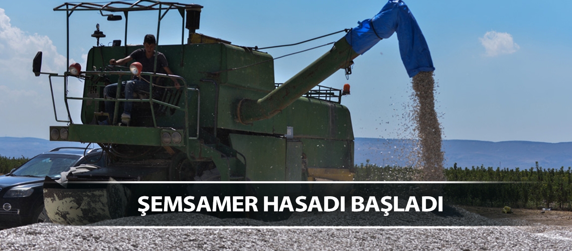 Kayseri’de ay çekirdeği hasadı