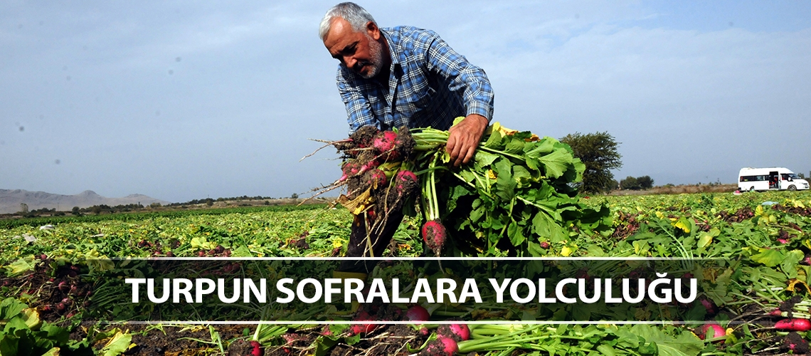 Turpun sofralara yolculuğu