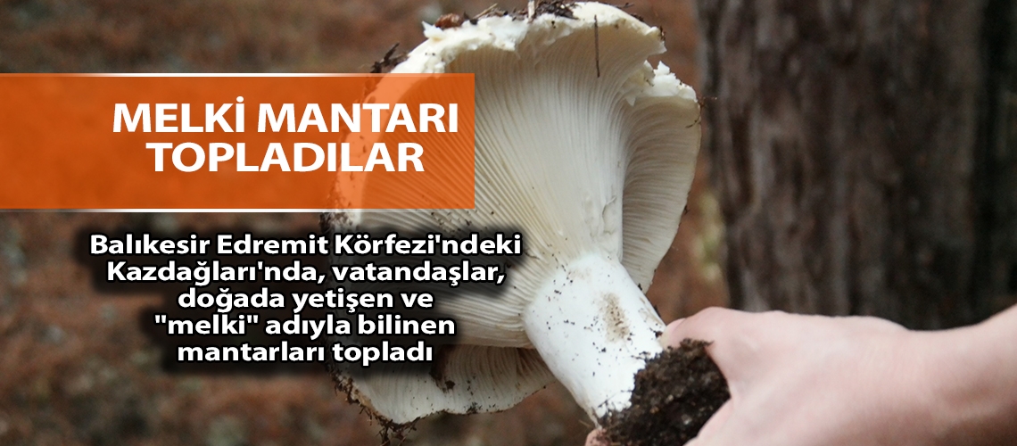 Melki mantarı topladılar